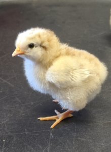 Chickens